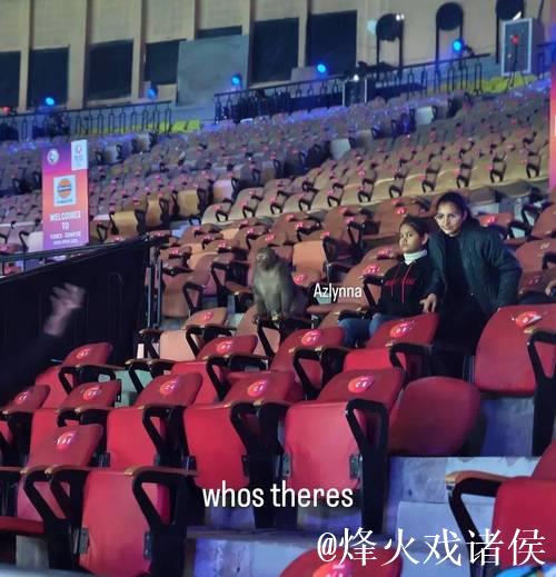 印度羽毛球公开赛观众席惊现猴子闯入 印度羽毛球公开赛观众席惊现猴子闯入